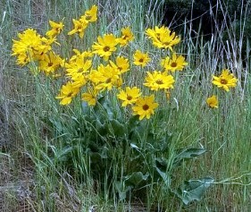 ASUNFLOWERS