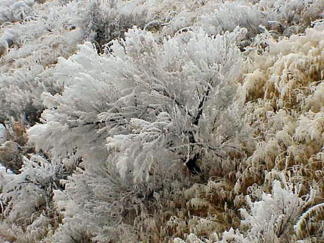 FROST