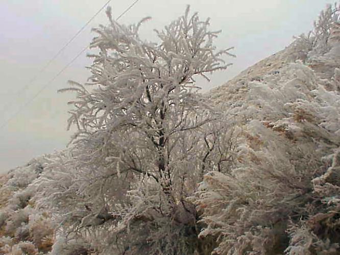 FROST