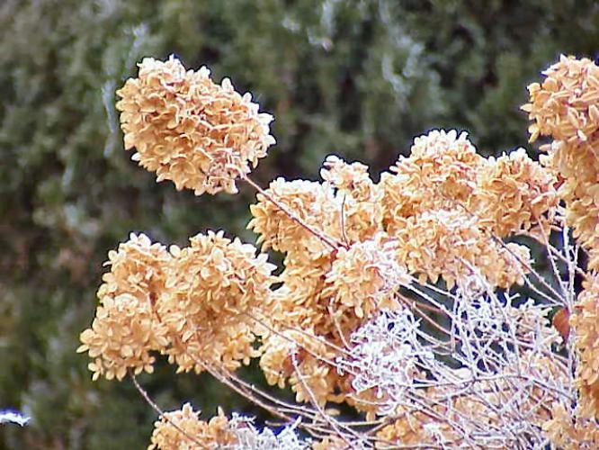 FROST
