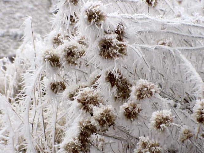 FROST