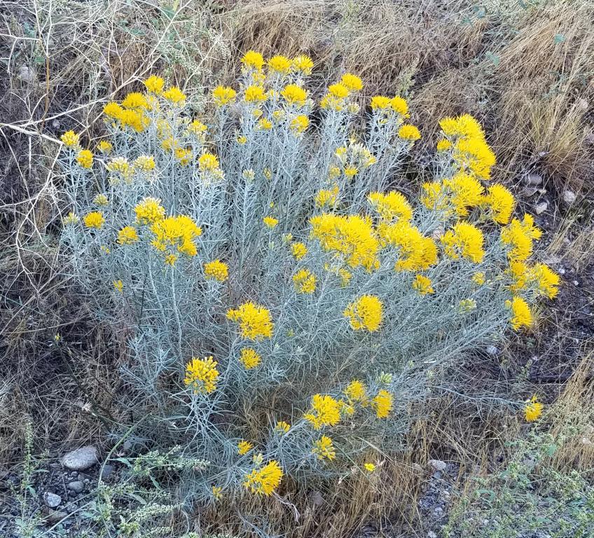 sage