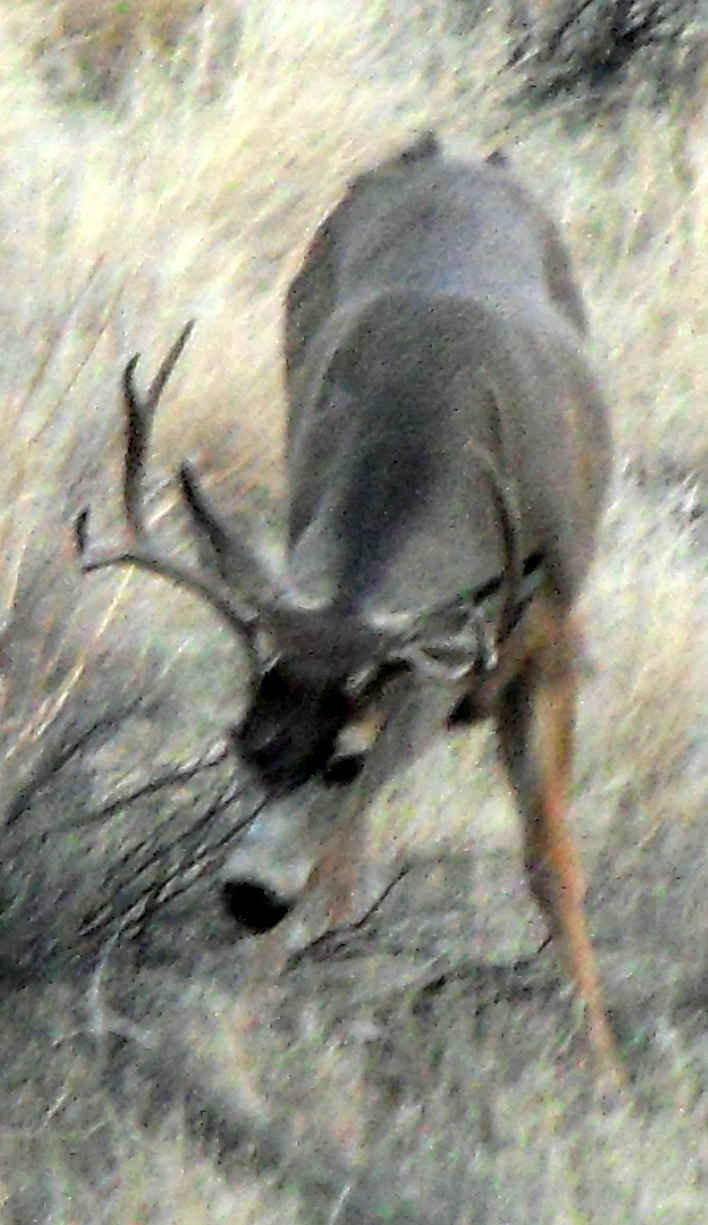 BUCK (2)